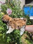 Shih tzu  samczyk