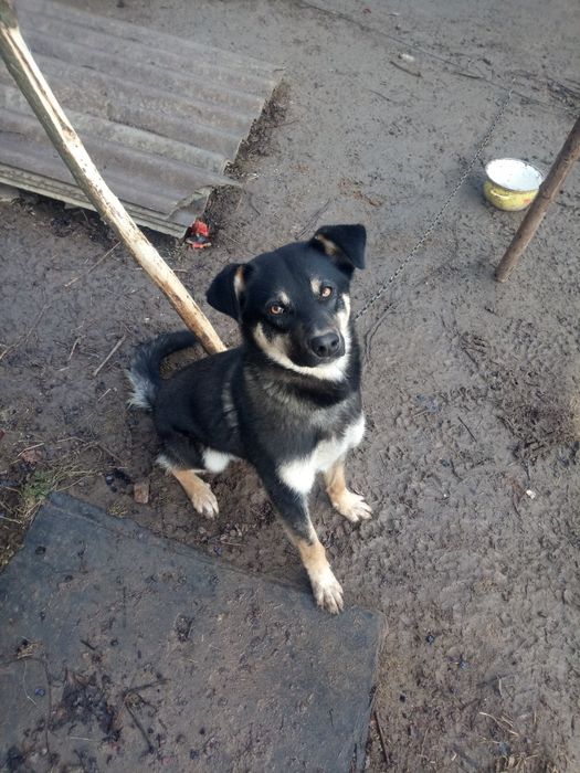 Терміново потрібен дім