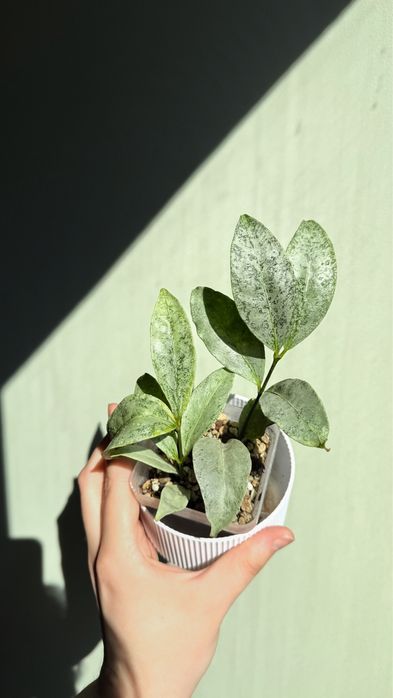 Хойя / Hoya Amicabilis silver