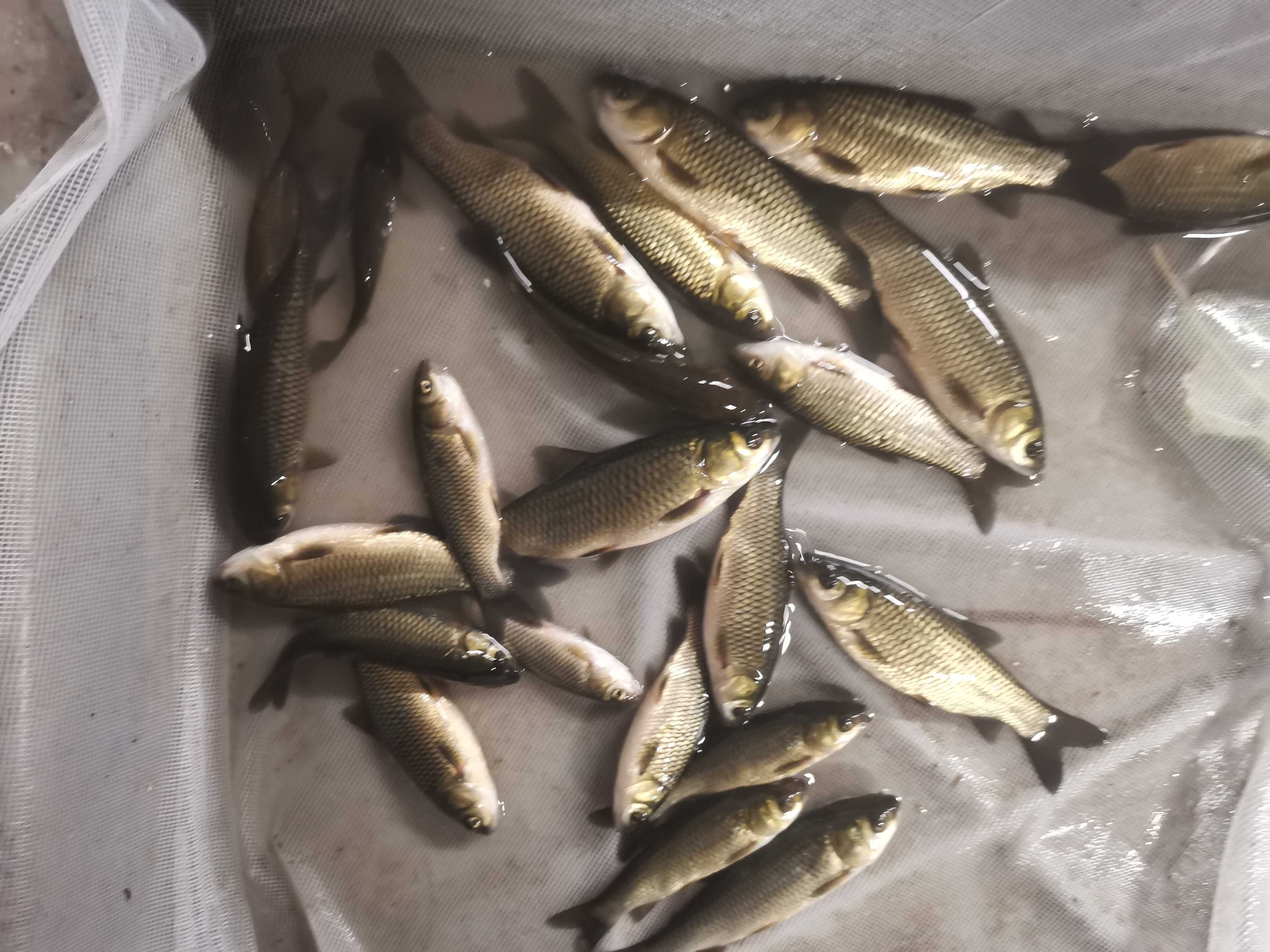 karp kroczek od 18cm do25cm 1szt 15zł  oraz pstrąg jesiotr amur