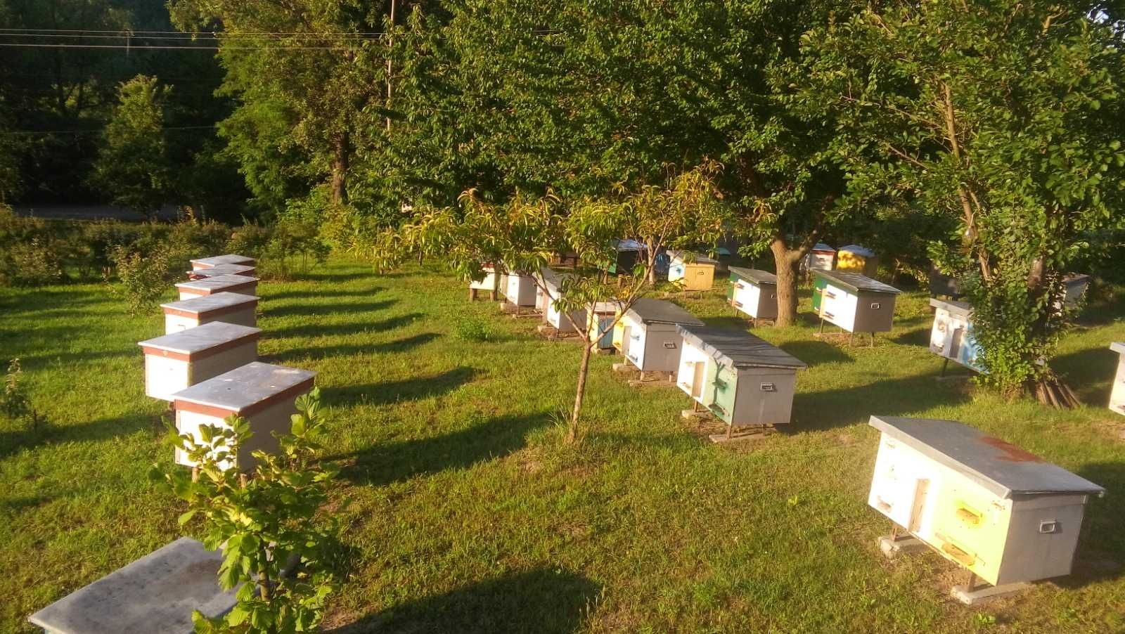Бджоли, бджолопакети, пчёлы,  бджолині сім'ї