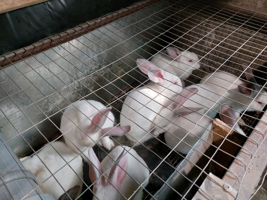 Кролі на племя та м'ясо.Чотири лінії різних порід. Термон,б/в