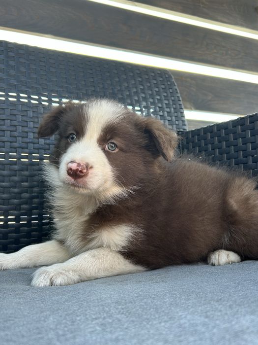 Czekoladowy Border Collie - Piesek - Domowa Hodowla