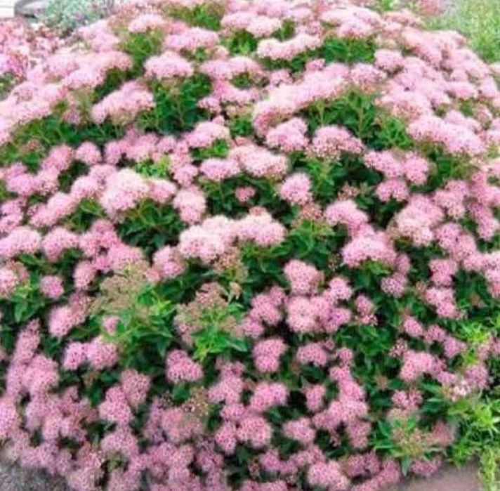 Краса для вас менших   .