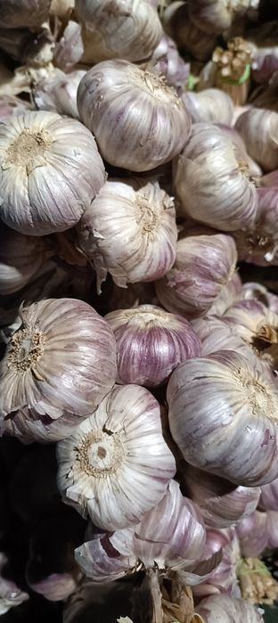 Czosnek Harnas 20 sztuk wysyłka