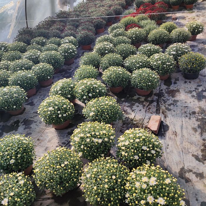 Chryzantemy sprzedam