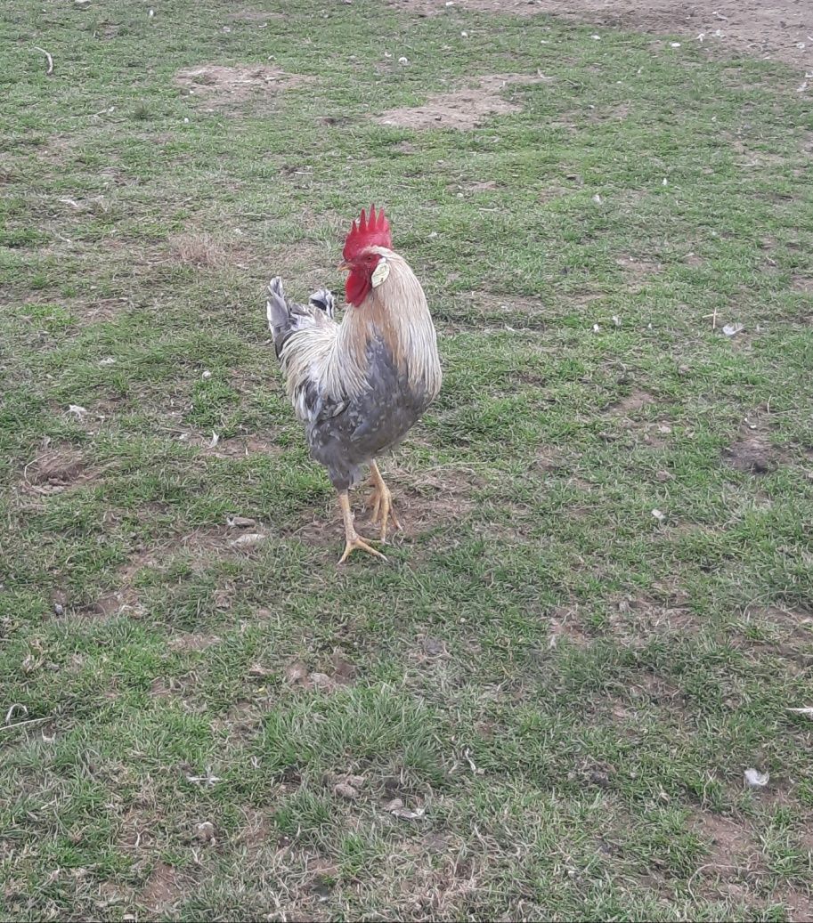 Koguty, rasowe oraz mix (włoszka lawendowa, leghorn,ayam cemani,marans