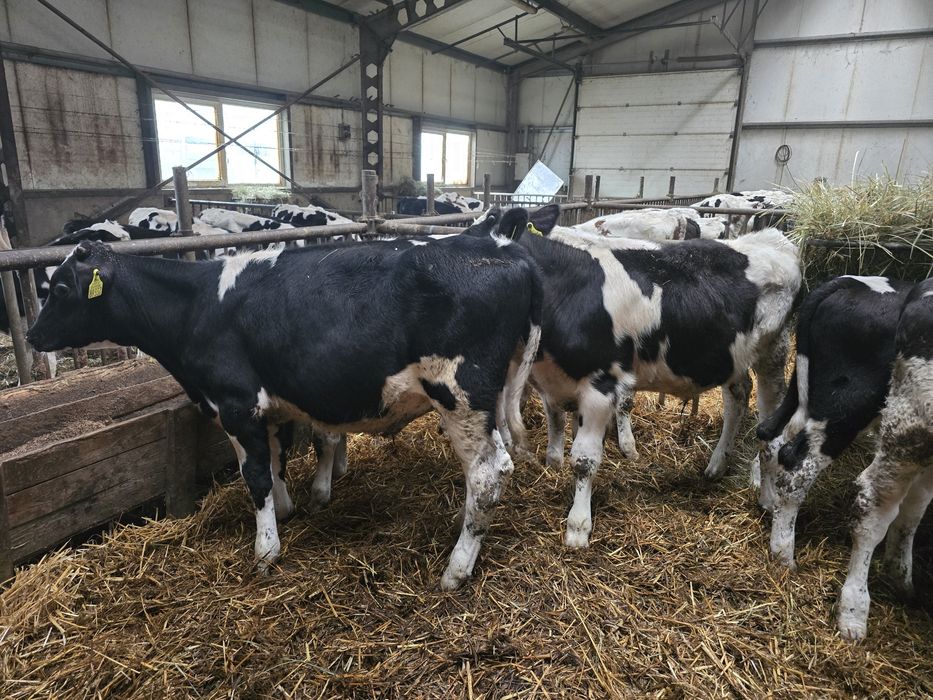 Sprzedam byczki opasy