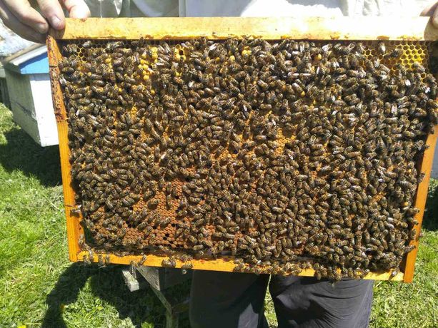 Бджолопакети, пчелопакеты,пчелосемьи