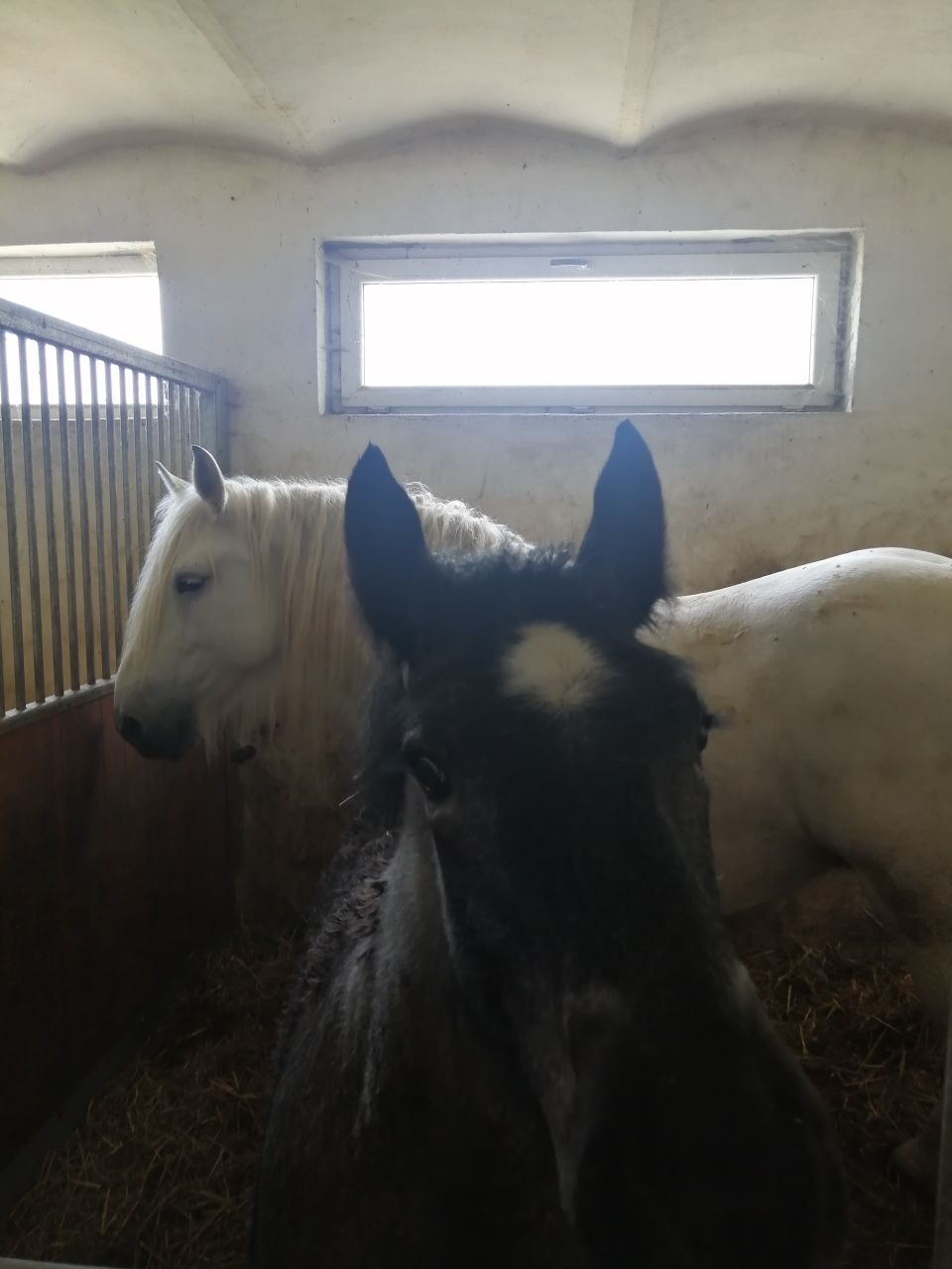 Klacz siwa zimnokrwista ze źrebakiem