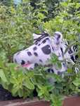 Hobby horse w plamki. 100 zł