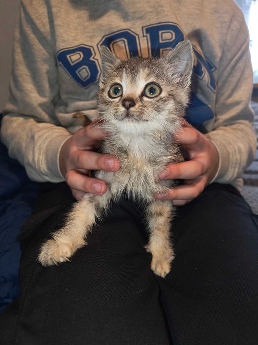 Kotka ma 2 miesiące