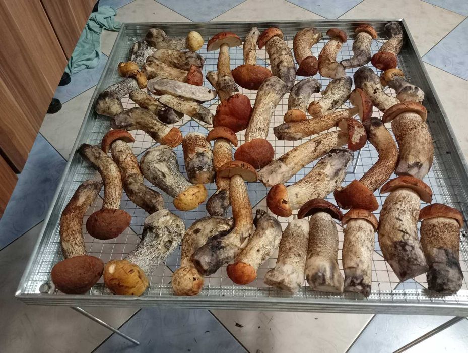 нова сушка,сушилка для сухоруктів та грибів...