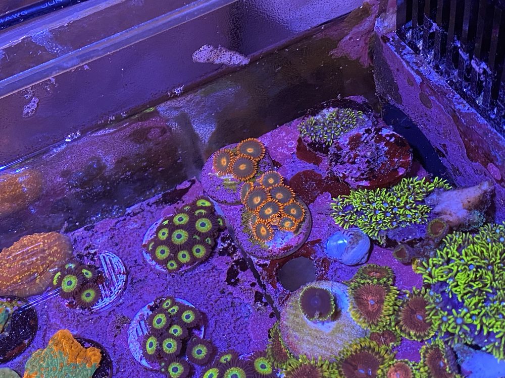 Coral frag agua salgada aquario reef zoanthus Gatorade