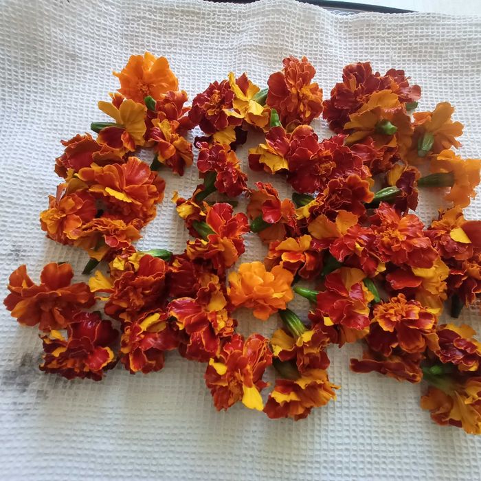 Чернобрывцы свежие , календула.