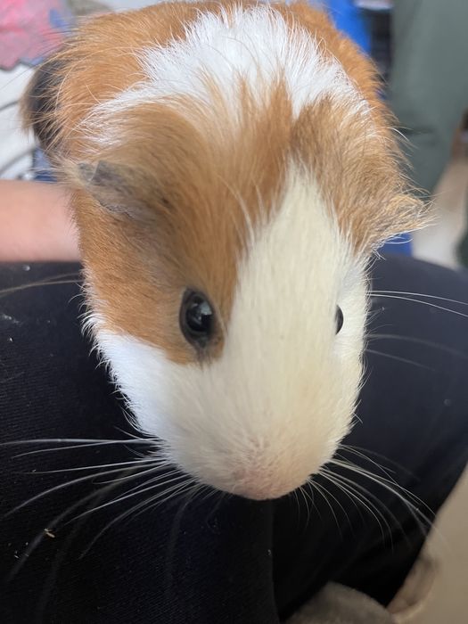 Swinka morska szuka nowego dobrego domku