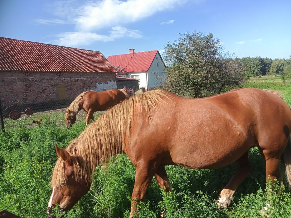 Sprzedam klacze zimnokrwiste