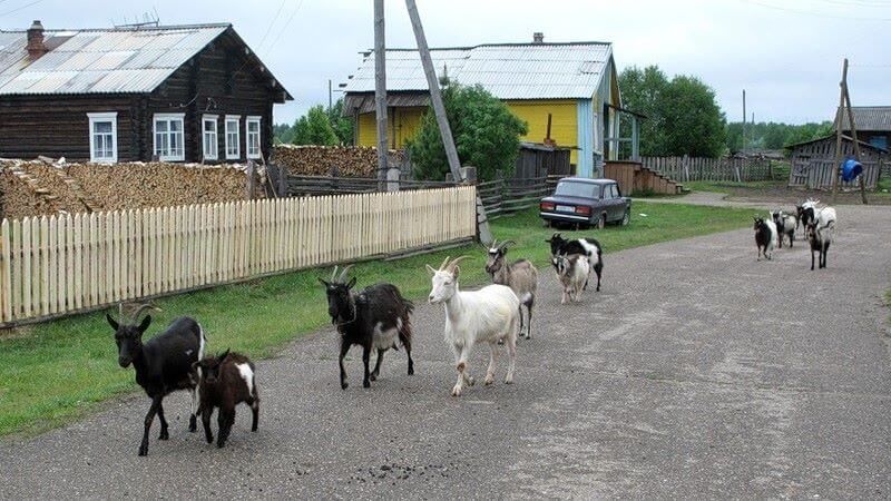 Віддам козлів для злучки