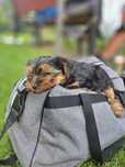 York Yorkshire terrier ostatni