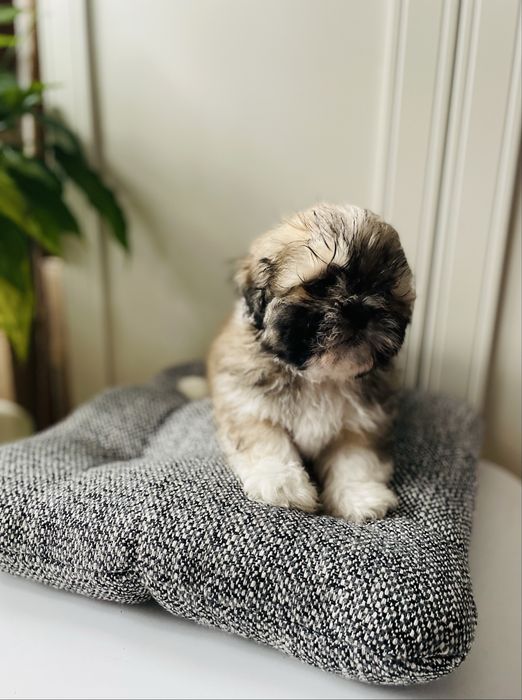 Sprzedam pieski rasy Havashu hybryda shih tzu-hawańczyka