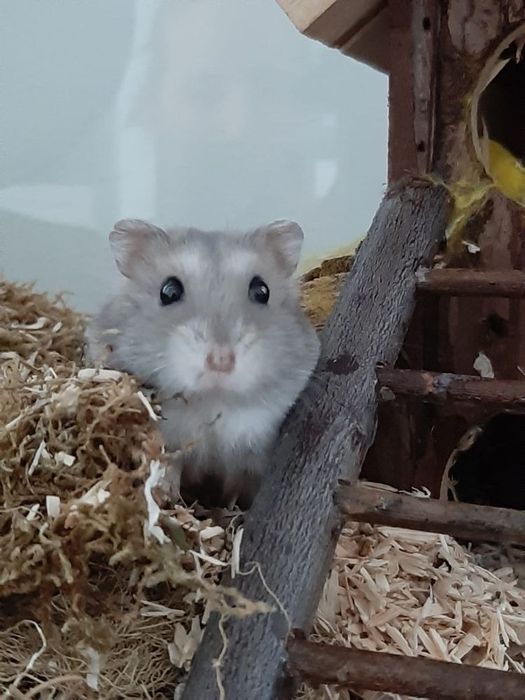 Джунгарские хомячки очень милые