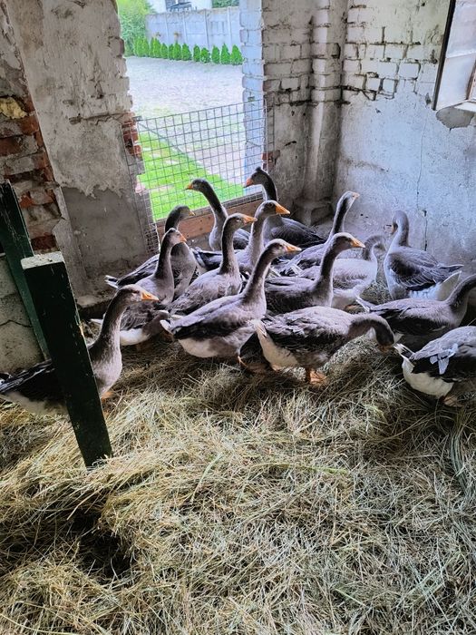 4 Samce Gęsi rasy landes szare
