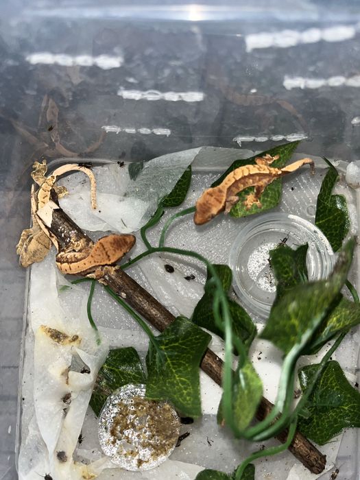 Gekon orzęsiony rozne