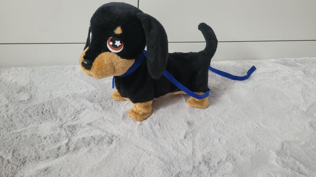 Piesek dog jamnik waggles