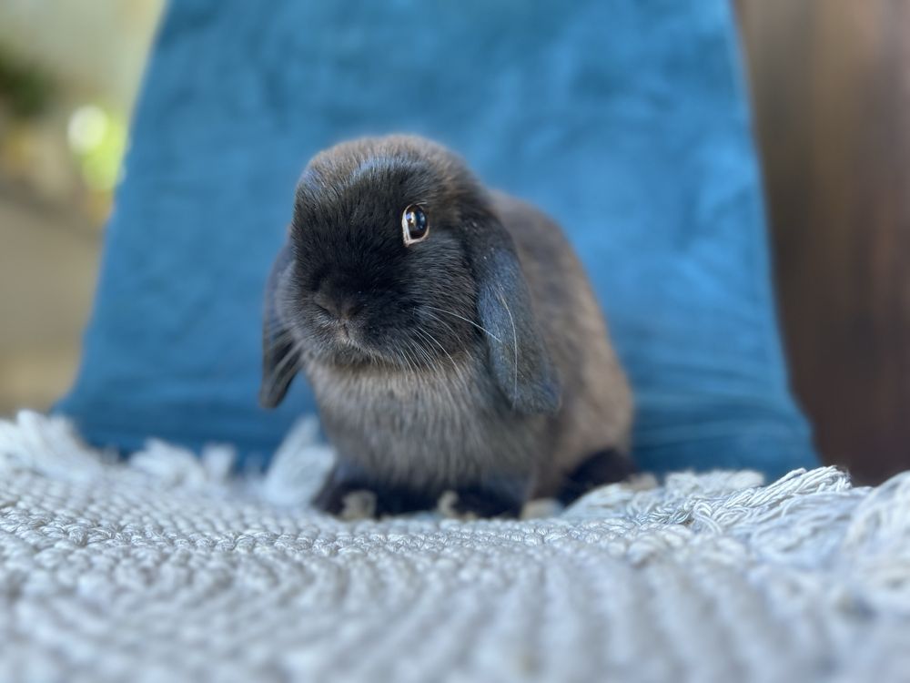 Samiczka mini lop! Hodowla zarejestrowana