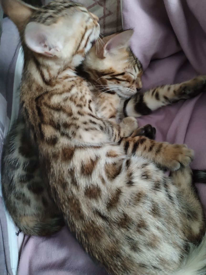 Бенгальске кошеня, дівчинка