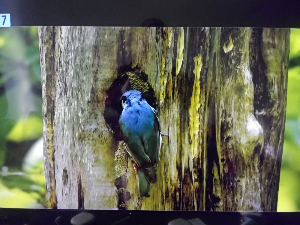 Nowy Led Tv LG 32" full HD z tunerem  DVB-T2 HEVC