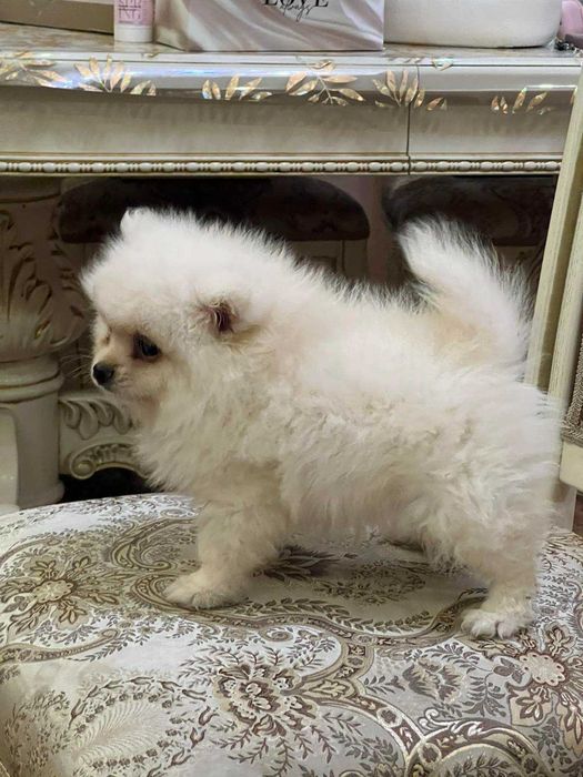 Померанский шпіц