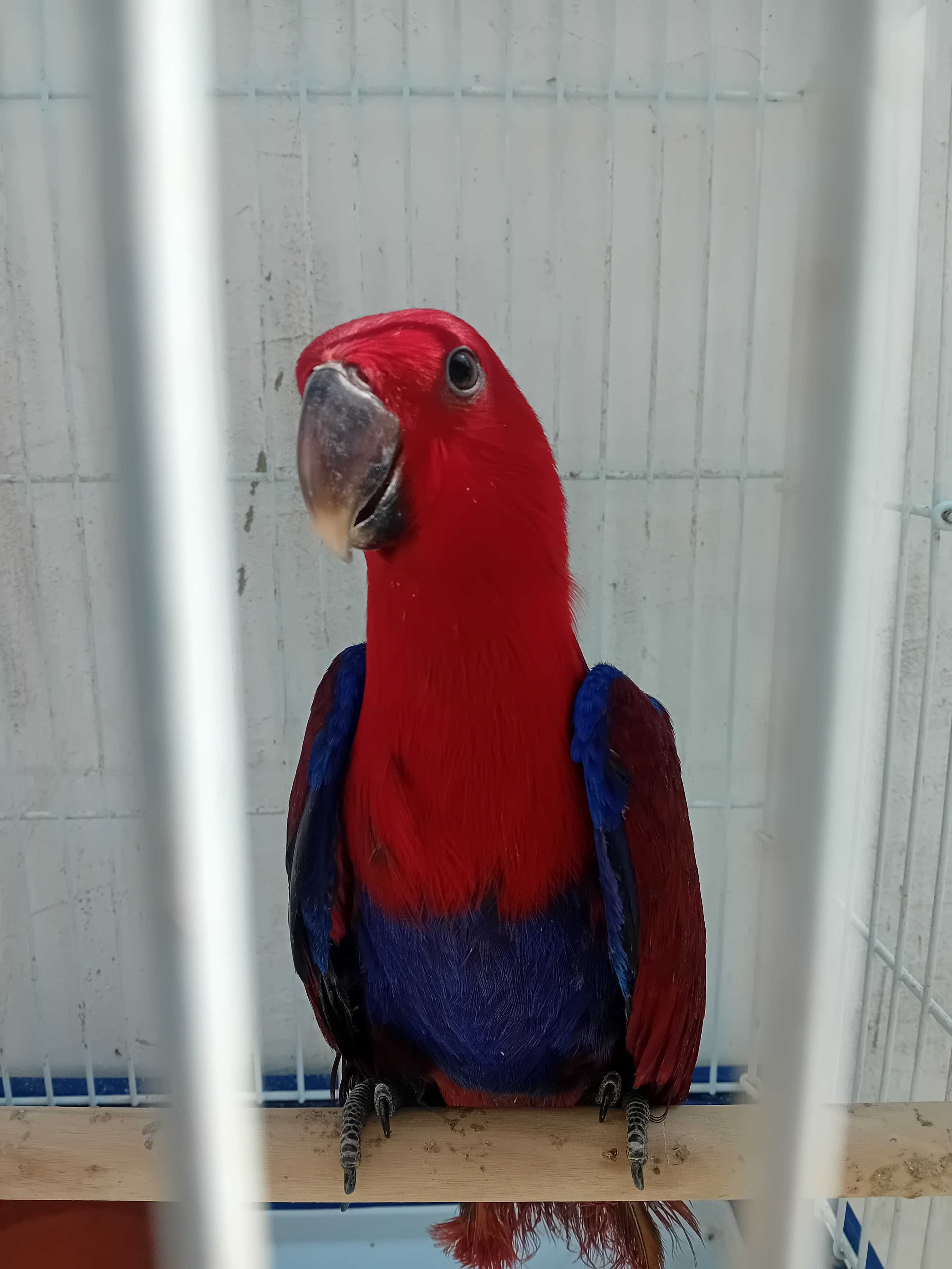Femea  papagaio ecletos