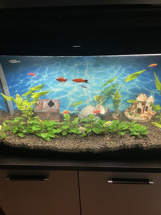 Продам аквариум с рыбками