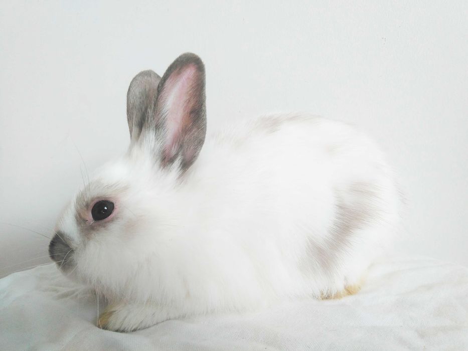 Роскошные миниатюрные Нидерландские карликовые крольчата, кролики