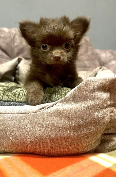 Дівчинка чихуахуа д/ш