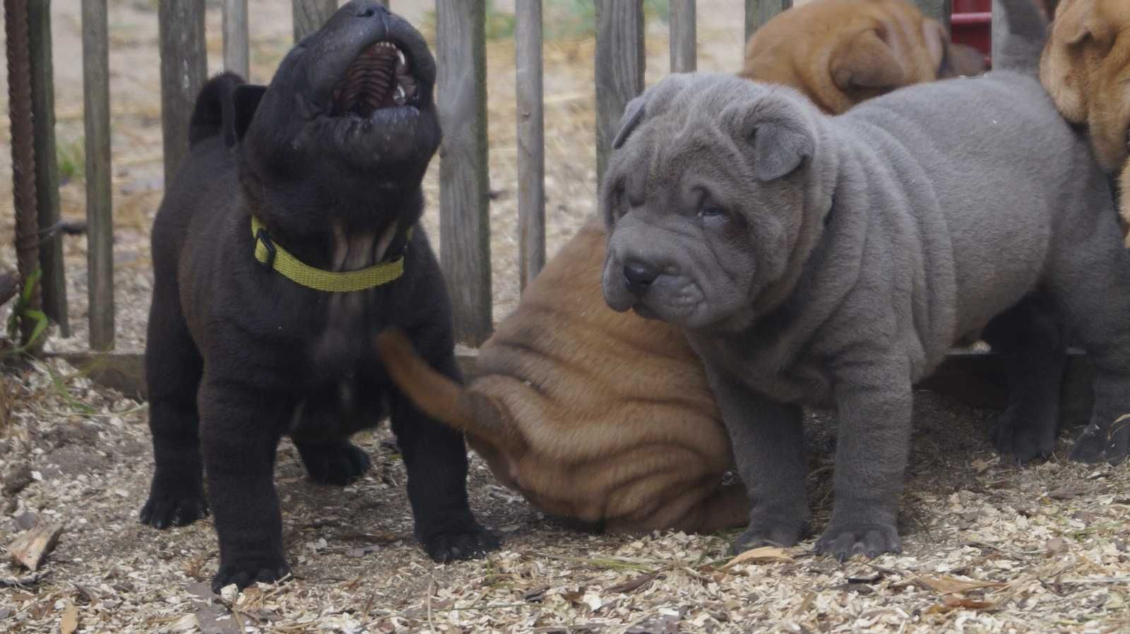 Eros,Blekitny samiec Shar Pei, do rezerwacji, zagraniczni rodzice FCI
