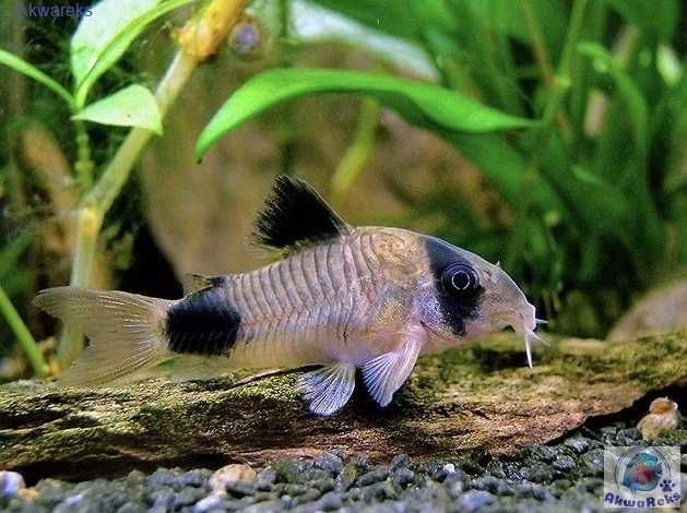 Zestaw Ryb do akwarium 120 l