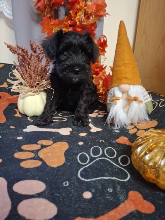 Sznaucer miniaturowy adopcja FCI