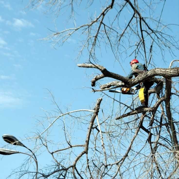 Швидке видалення дерев, професійний покіс трави, очищення від кущів!