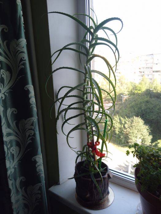 Алоэ лекарственное растение.Возраст около 8 лет.Высота 85 см.