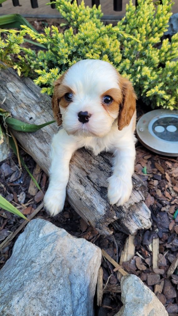 Cavalier King Charles Spaniel