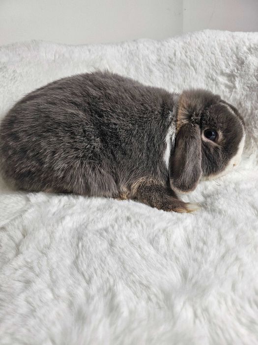 Królik Mini Lop do hodowli geny Niemieckie, Francuskie plus klatki