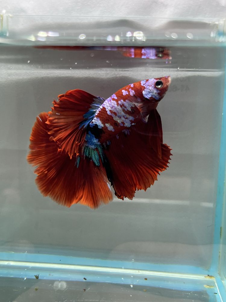 Bojownik Betta Koi Aqulalife