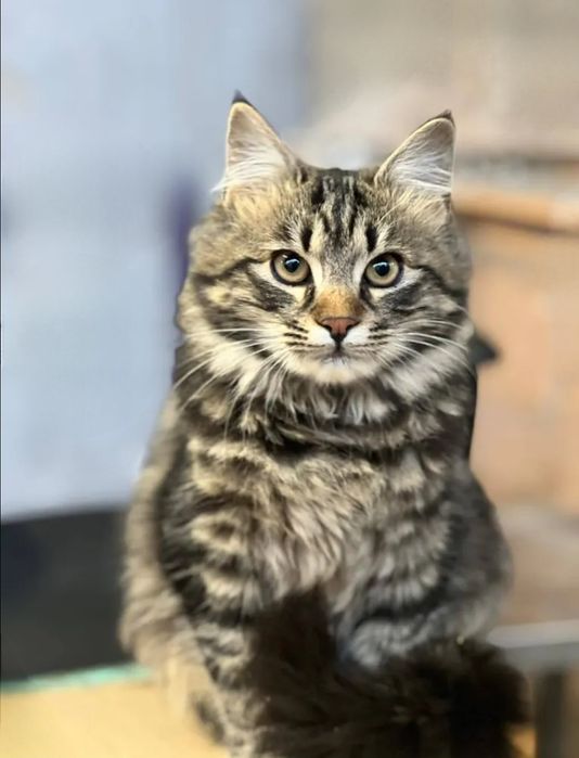Отдам даром в добрые руки пушистого полосатого котика