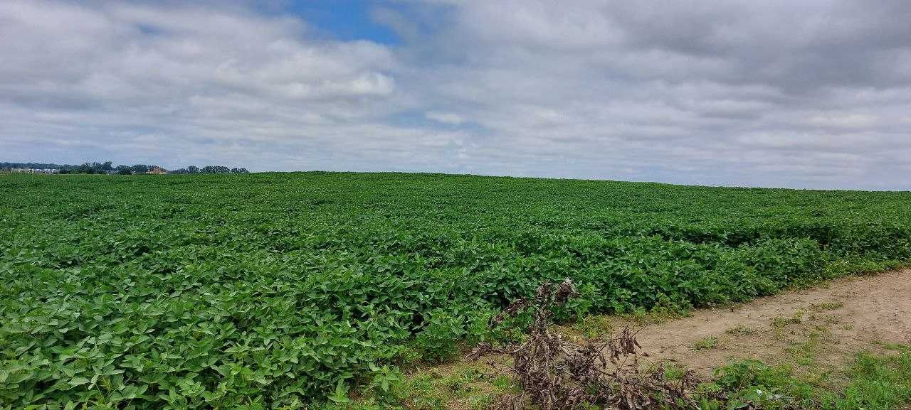 Продам землю для посіву (приватна власність) 7,89 га, м. Городок