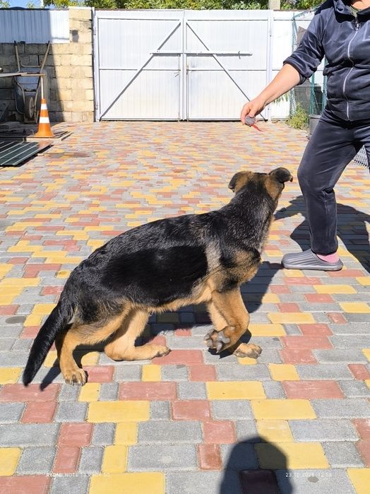 Хлопець, 4 місяці, КСУ