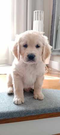 Piesek Golden Retriver