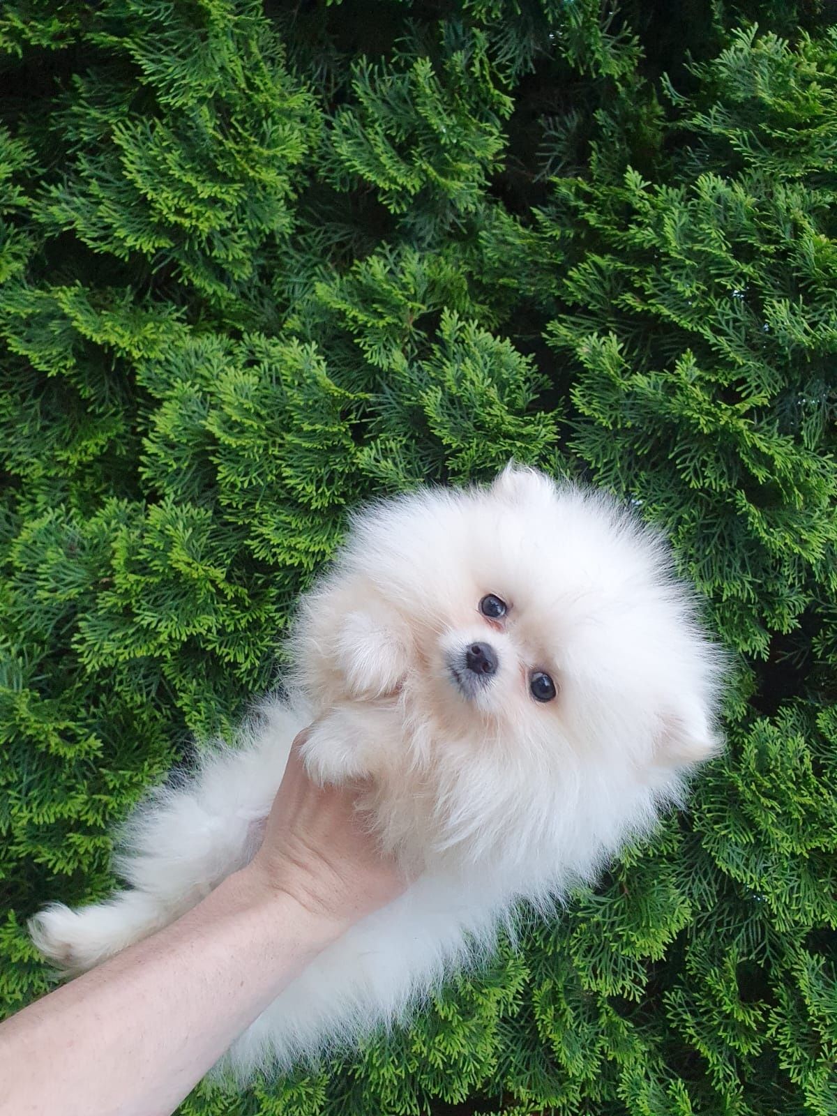 Suczka - Szpic miniaturowy Pomeranian