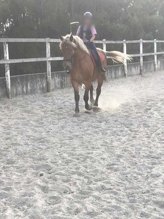 Égua Francesa Bretã